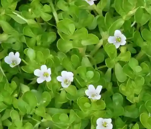 Ingredients in Neurovera-Bacopa Monnieri