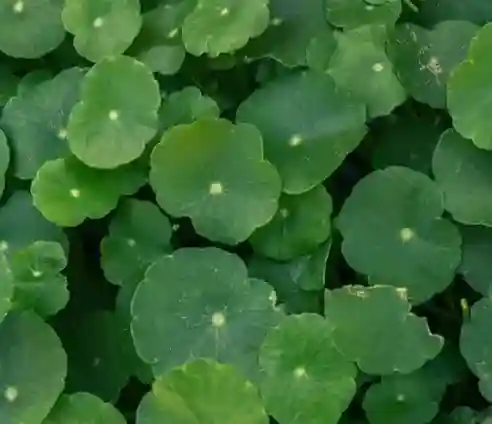 Ingredients in Neurovera-Gotu Kola