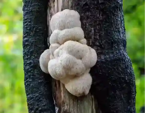 Ingredients in Neurovera- Lion’s Mane Mushroom